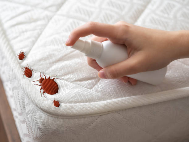 Trusted Staten Island, NY Pest Control Experts